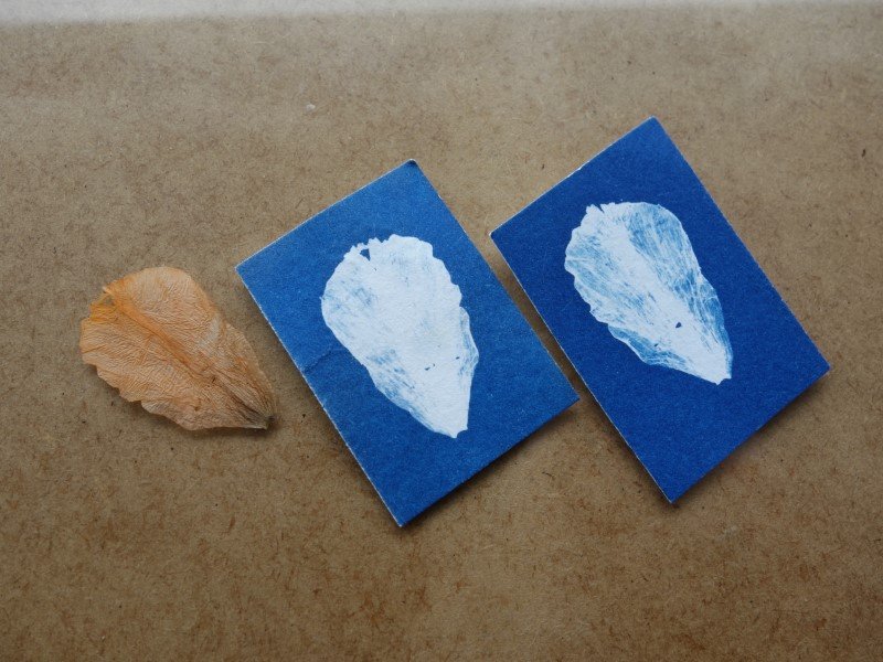 Cyanotype Exposure test
